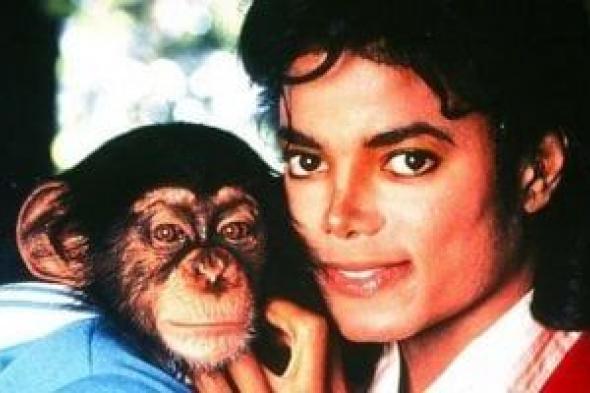 بعد
سنوات
مع
مايكل
جاكسون..
الشمبانزى
"بابلز"
يعيش
حياة
هادئة
بعيدا
عن
الأضواء