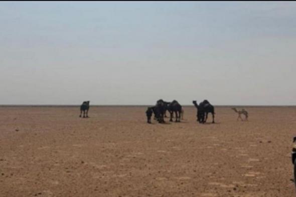 ضبط
    مواطن
    لارتكابه
    مخالفة
    رعي
    في
    محمية
    الإمام
    عبدالعزيز
    بن
    محمد
    الملكية