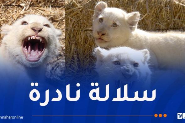 ولادة
5
أشبال
للأسد
الأبيض
بحديقة
بن
عكنون