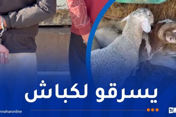أم
البواقي..توقيف
شخصان
يسرقان
المواشي
المستوردة
بغرض
إعادة
بيعها