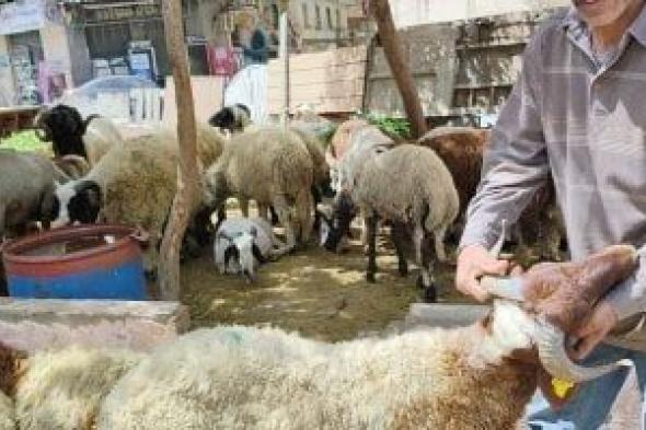 أضاحي
العيد..
رواج
فى
حركة
البيع
بسوق
الخراف
بالإسكندرية..
فيديو
وصور