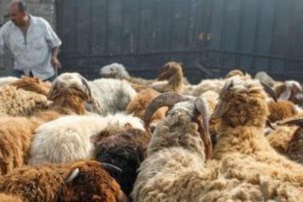 ما
حكم
الأضحية
وأقوال
الفقهاء
فيها؟..
دار
الإفتاء
تجيب