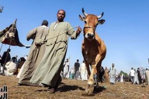 الإقبال
على
شراء
الأضاحى..
انتعاش
حركة
سوق
المواشى
بالجيزة
