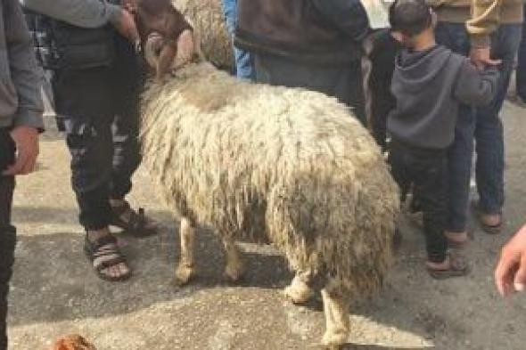 سعر
خروف
الأضحية
في
غزة
يسجل
أكثر
من
ربع
مليون
جنيه
مصرى