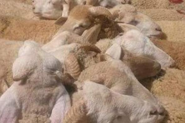 ​3نصائح
لتجهيز
الأضحية
للذبح
قبل
أخذها
للمجزر