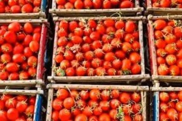 وزارة
التموين
تعلن
طرح
الطماطم
غدا
بسعر
20
جنيها
للكيلو