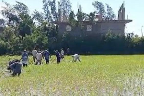 فلاحات
مكافحات
فى
الأراضى
الزراعية
لا
يعرفن
إجازات
الأعياد..
فيديو
