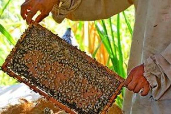 موسم
الذهب
السائل..
مناحل
مصر
تبدأ
قطف
عسل
النحل
مع
بداية
بؤونة