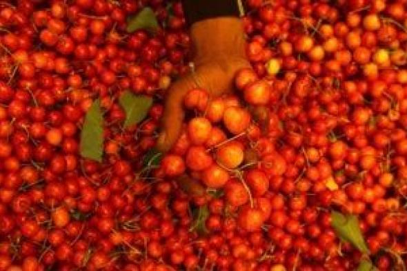 انفراجة
كبيرة
في
أسعار
الطماطم
بالأسواق
وانخفاضها
لـ15
جنيهًا