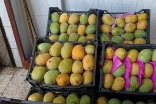 بشاير
المانجو
فى
الأسواق..
خريطة
الأسعار
وموعد
ذروة
المحصول