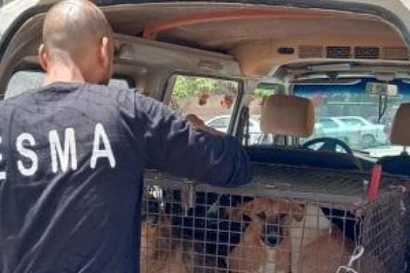 جهود
مكثفة
لمواجهة
ظاهرة
الكلاب
الضالة
داخل
المدن
الجديدة