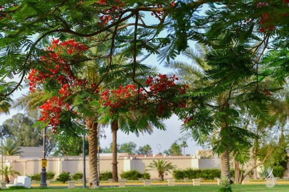 6
مبادئ
رئيسة
لاستدامة
عمليات
التشجير
وتغيير
النظام
البيئي
في
السعودية 