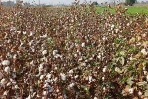 ‎وزارة
الزراعة:
المساحة
المنزرعة
فعلياً
من
القطن
بلغت
164
ألف
فدان