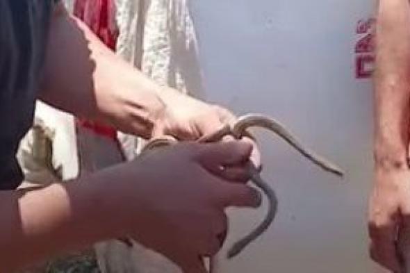 جار
البحث
عن
كوبرا..
صيد
2
من
الثعابين
فى
قرية
القراقرة
بالشرقية
"فيديو"