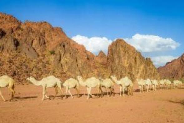 الأرصاد
السعودية:
رياح
شديدة
على
منطقة
حائل