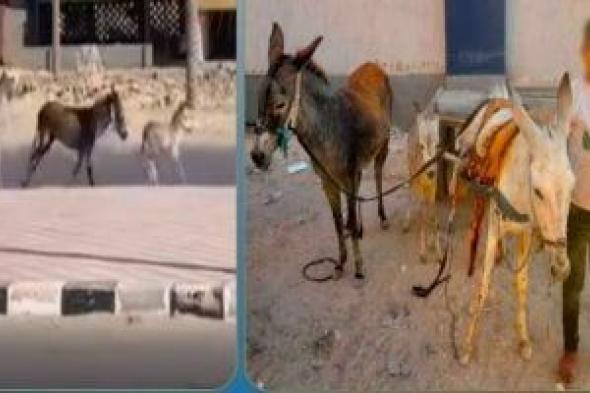 ضبط
صاحب
عربة
كارو
تجرها
3
دابات
تسير
عكس
الاتجاه..
فيديو