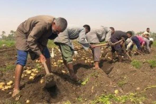 بأكثر
من
900
ألف
طن..
البطاطس
تحتل
المركز
الثانى
فى
الصادرات
الزراعية