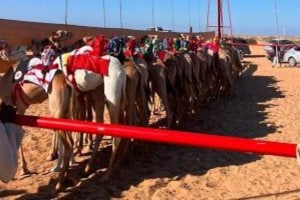 أبناء
جنوب
سيناء
يحصدون
المراكز
الأولى
فى
سباق
الهجن
الدولى
بمضمار
خليج
العقبة