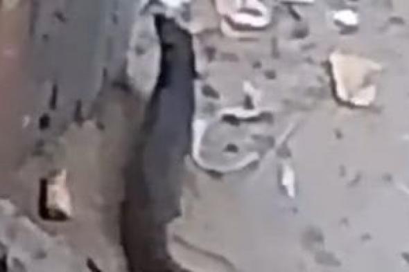 شئون
البيئة
بالفيوم
لـ«اليوم
السابع»:
الحيوان
المتداول
هو
النمس
المصرى