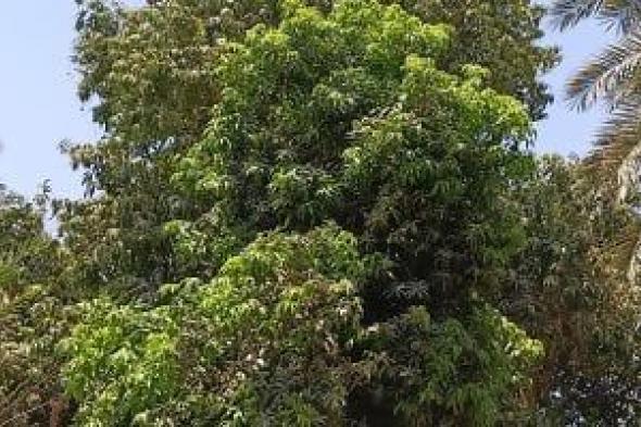 موسم
حصاد
المانجو..
من
حقول
أسوان
لأسواق
الجمهورية
والعالم..
صور