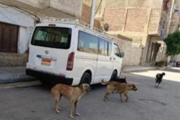 الزراعة: لا قتل جماعى للكلاب الضالة ونعتمد على التطعيم والتعقيم