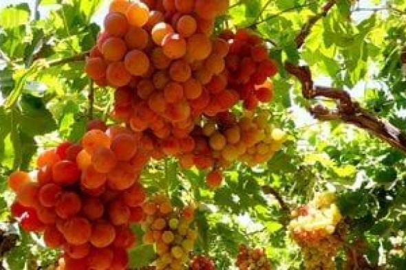 عناقيد اللولى نورت الغيطان.. فرحة المزارعين بجنى ثمار العنب