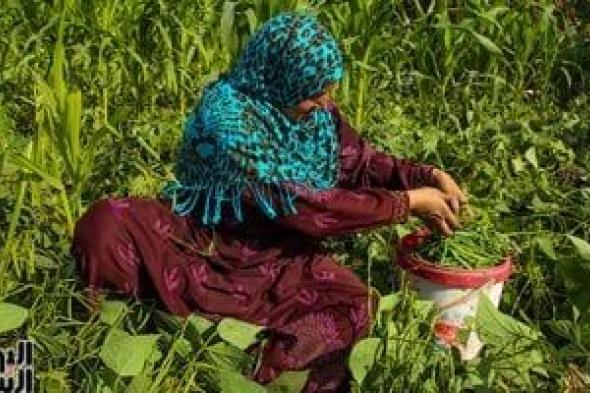 فرحة الفلاح بيوم الحصاد.. محصول الفاصوليا نور الغيطان