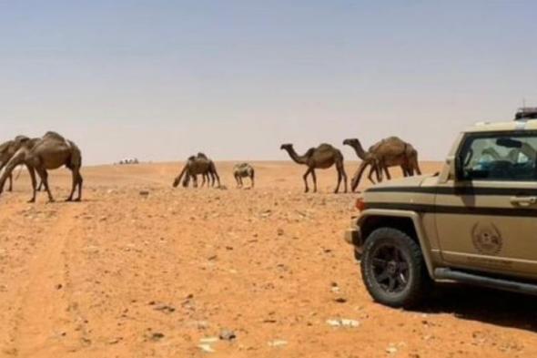ضبط مخالف بالرعي في محمية الإمام تركي بن عبدالله الملكية