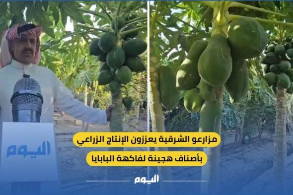 جودة وإثمار مؤكد.. مزارعو الشرقية يعززون الإنتاج الزراعي بأصناف هجينة من البابايا