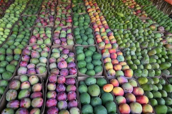 موسم المانجو يرفع النشاط الزراعي ويضخ 31 ألف طن بالأسواق