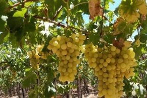 «أبيب طباخ العنب والزبيب».. كيف خلدت الأمثال الشعبية المصرية حرارة يوليو؟