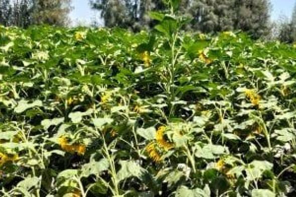 لب العباد.. يمكث فى الأرض 90 يوما ويحقق هامش ربح مرضى لمزارعى الشرقية