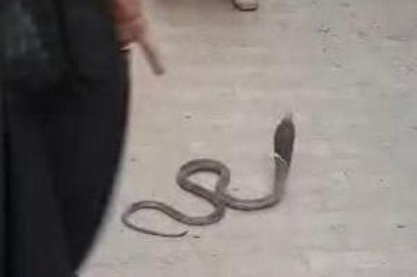 أكثر من 5 حوادث لدغ خلال يوليو.. الأسباب الكاملة لانتشار الثعابين