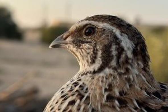 "موسم الرزق".. صيادو شمال سيناء يفترشون الشواطئ لاستقبال الطيور المهاجرة