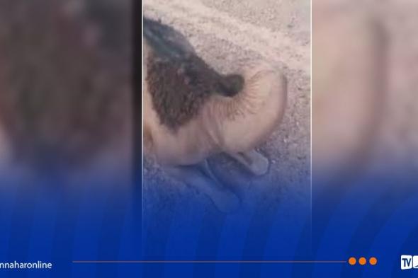 جمعيات مربي الإبل بالمنيعة تودع شكوى ضد المتسببين في حادثة نفوق الإبل بمواد كيميائية